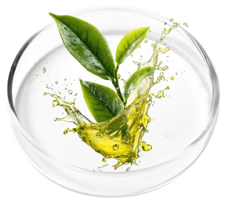 Illustrative ingredient image: Tea tree oil